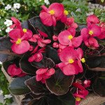 Бегония Вариация F1 пурпурная /100 семян (драже)/ *Cerny*