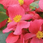 Бегония Вариация F1 темно-розовая /100 гранул/ *Cerny*