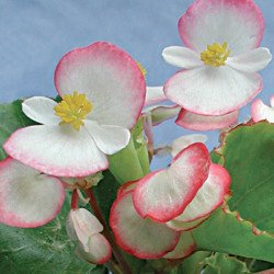 Бегония Лученець F1 /100 гранул/ *Cerny*