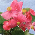 Бегония Падоли F1 /100 гранул/ *Cerny*