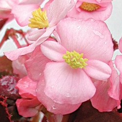 Бегонія Акорд F1 світло-рожева /100 гранул/ *Cerny*