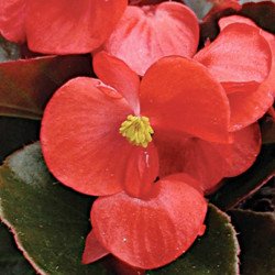 Бегонія Броумов F1 /100 гранул/ *Cerny*