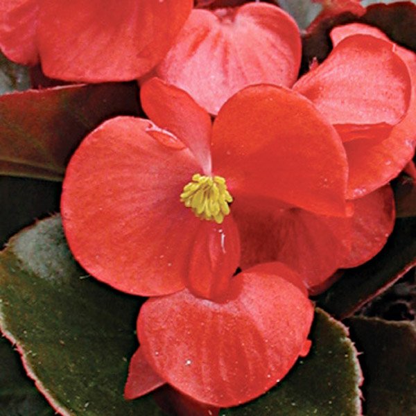 Насіння бегонії Броумов F1 /100 гранул/ *Cerny*