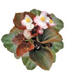 Бегонія Наход F1 /100 гранул/ *Cerny*