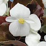 Бегонія Осташ F1 /100 гранул/*Cerny*