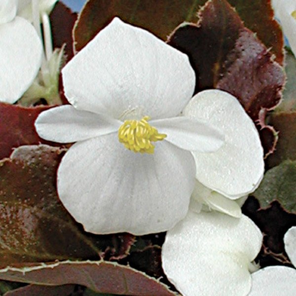 Насіння бегонії Осташ F1 /100 гранул/*Cerny*