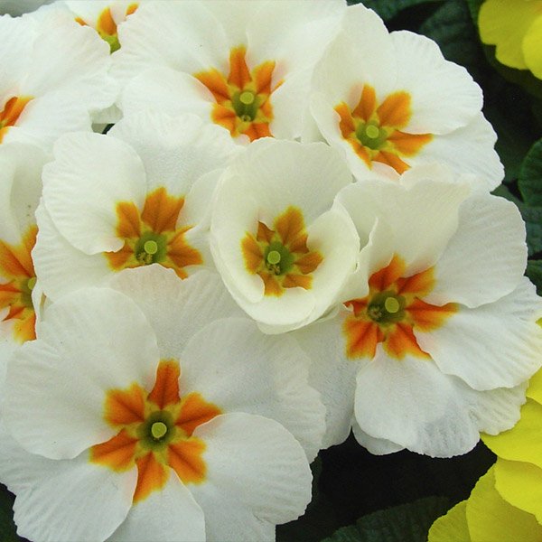 Насіння примули Аккорд F1 біла /50 насінин/ *Hem Genetics*