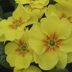 Примула Аккорд F1 желтая /50 семян/ *Hem Genetics*
