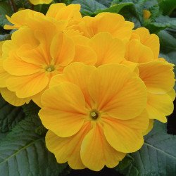 Примула Аккорд F1 оранжевая /50 семян/ *Hem Genetics*