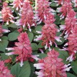 Сальвия Аморе розовый биколор /50 семян/ *Hem Genetics*