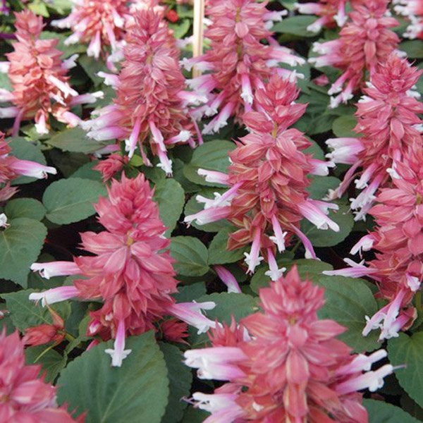 Насіння сальвії Аморе рожевий біколор /50 насінин/ *Hem Genetics*