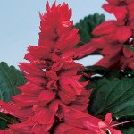 Сальвия Аморе сливовая (plum) /50 семян/ *Hem Genetics*