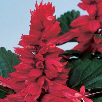 Сальвия Аморе сливовая (plum) /50 семян/ *Hem Genetics*