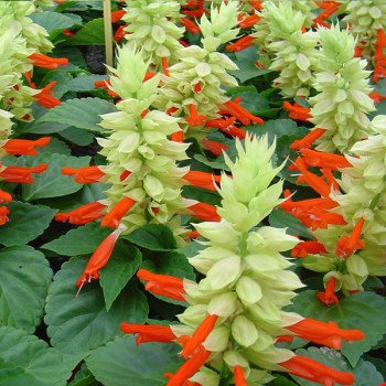 Сальвия Редди белый сюрприз (white surprise) /50 семян/ *Hem Genetics*