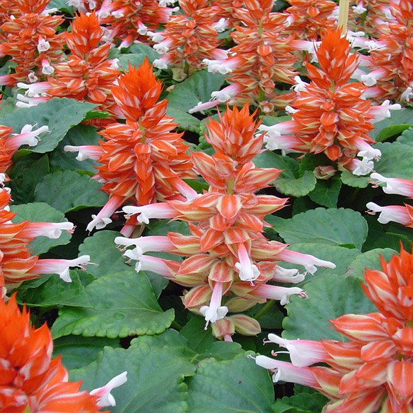 Насіння сальвії Редді скарлет біколор (scarlet bicolor) /50 насінин/ *Hem Genetics*