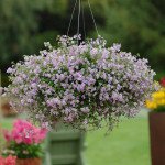 Бакопа Блутопія F1 (blutopia) /10 насінин/ *Pan American*