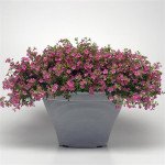 Бакопа Пінктопія F1 (pinktopia) /10 насінин/ *Pan American*