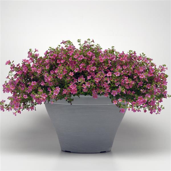 Семена бакопы Пинктопия F1 (pinktopia) /10 семян/ *Pan American*