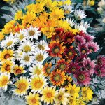 Газанія Талент F1 суміш (mix) /20 насінин/ *Benary*