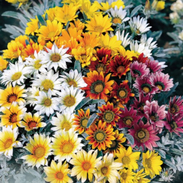 Семена газании Талент F1 смесь (mix) /20 семян/ *Benary*