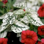 Гіпоестес Конфетті білий (white) /20 насінин/ *Sakata*