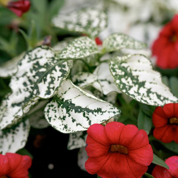 Семена гипоэстеса Конфетти белый (white) /20 семян/ *Sakata*