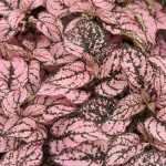 Гіпоестес Конфетті малиновий (pink) /20 насінин/ *Sakata*