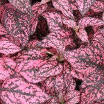 Гіпоестес Конфетті рожевий (rose) /20 насінин/ *Sakata*