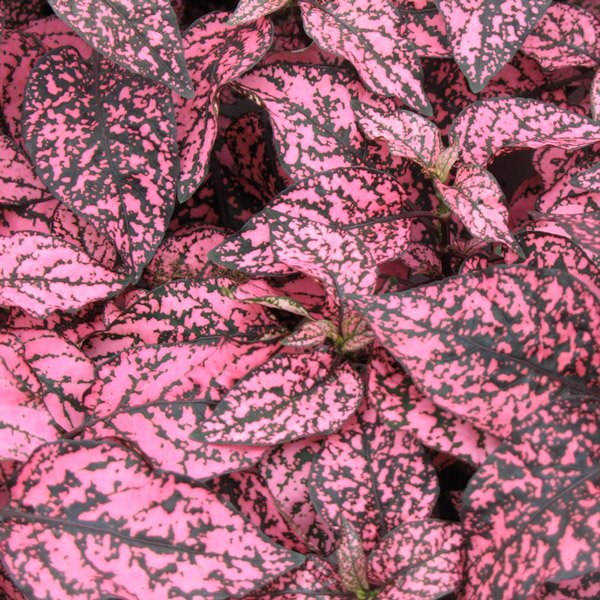 Насіння гіпоестесу Конфетті рожеве (rose) /20 насінин/ *Sakata*