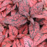 Гипоэстес Конфетти красный (red) /20 семян/ *Sakata*