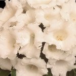 Глоксинія Аванті F1 біла (white) /20 насінин/ *Sakata*