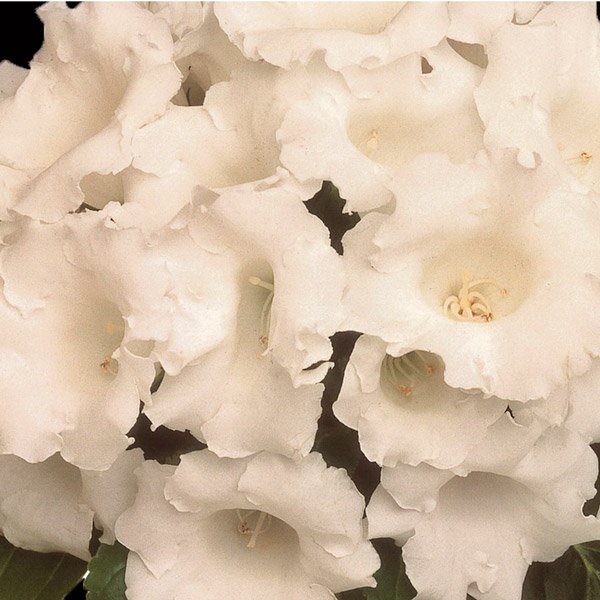 Насіння глоксинії Аванті F1 біле (white) /20 насінин/ *Sakata*