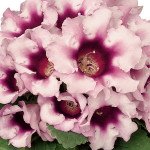 Глоксинія Аванті F1 світло-фіолетова (light-violet) /20 насінин/ *Sakata*