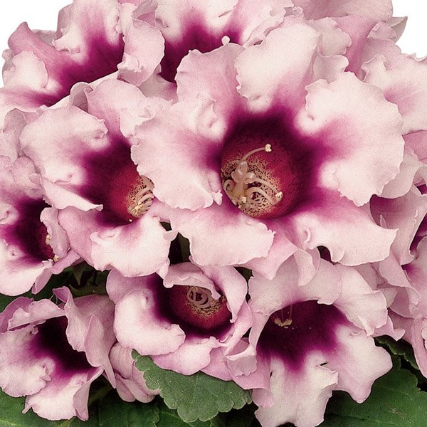 Насіння глоксинії Авант F1 світло-фіолетова (light-violet) /20 насінин/ *Sakata*