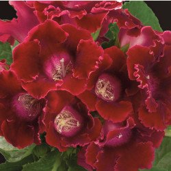 Глоксиния Аванти F1 скарлет (scarlet) /20 семян/ *Sakata*