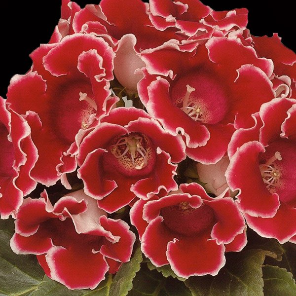 Семена глоксинии Аванти F1 красная с ободком /20 семян/ *Sakata*