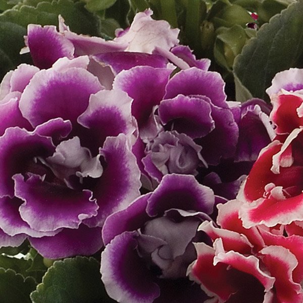 Семена глоксинии Брокад F1 синяя с белым (blue with white) /20 семян/ *Sakata*