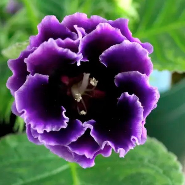 Насіння глоксинії Брокад F1 синя (blue) /20 насінин/ *Sakata*