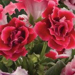 Глоксинія Брокад F1 червона (red) /20 насінин/ *Sakata*