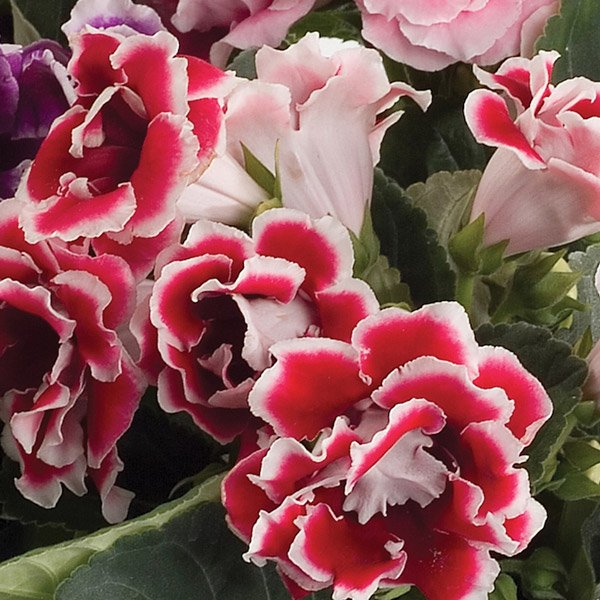 Семена глоксинии Брокад F1 красная с белым (red with white) /20 семян/ *Sakata*