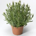 Лаванда Кастилиано белая (white) /10 семян/ *Syngenta*