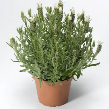 Лаванда Кастилиано белая (white) /10 семян/ *Syngenta*