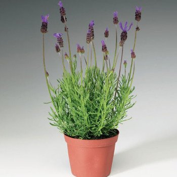 Лаванда Кастилиано фиолетовая (violet) /10 семян/ *Syngenta*