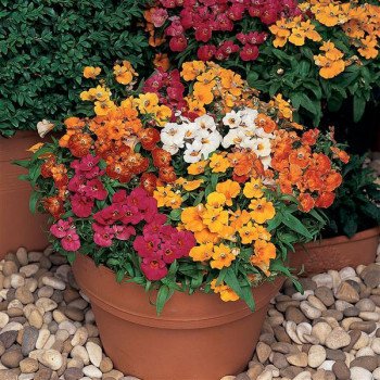 Немезия Сандропс смесь (mix) /20 семян/ *Pan American*