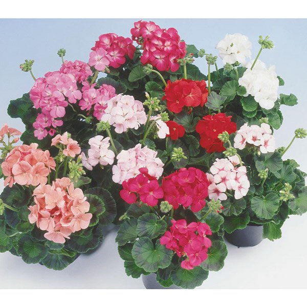 Семена пеларгонии Апачи F1 смесь (mix) /10 семян/ *Hem Genetics*