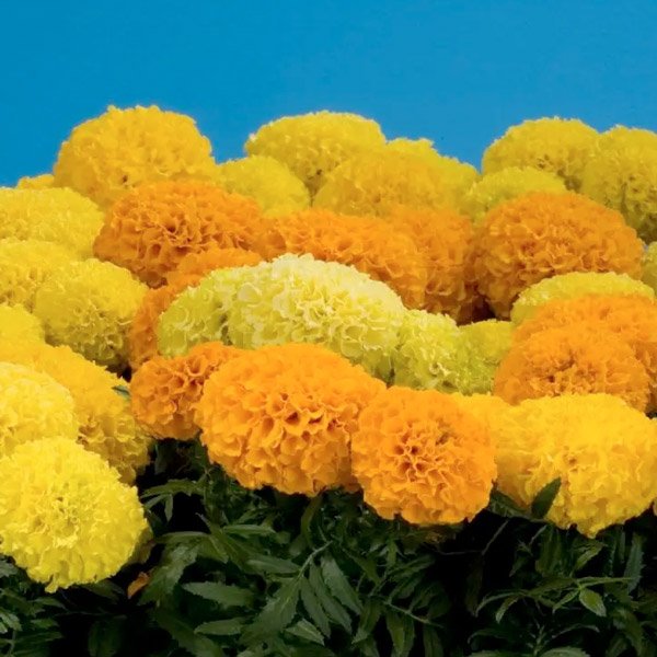 Семена бархатцев Дискавери F1 смесь (mix) /20 семян/ *Benary*