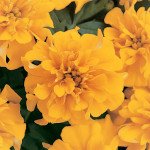 Бархатцы Бонанза голд (gold) /50 семян/ *Pan American*
