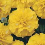 Чорнобривці Бонанза eлоу (yellow) /50 насінин/ *Pan American*