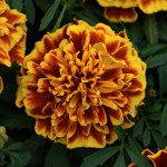 Чорнобривці Бонанза Медові соти (bee) /50 насінин/ *Pan American*