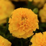 Чорнобривці Хот Пак голд (gold) /50 насінин/ *Pan American*